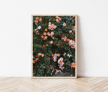 Load image into Gallery viewer, ELIZABETH DUNKER _ ROSE 70cm X 100cm