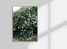 Load image into Gallery viewer, ELISABETH DUNKER _ WHITE ROSES 70cm X 100cm